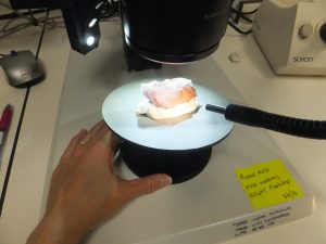 Hermine Xhauflair observe à l’aide d’un microscope un denticulé de la grotte de Tabon, aux Philippines qui est l’un des sites préhistoriques majeurs de l’Asie du Sud. 